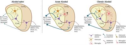 Subregional Differences in Alcohol Modulation of Central Amygdala Neurocircuitry